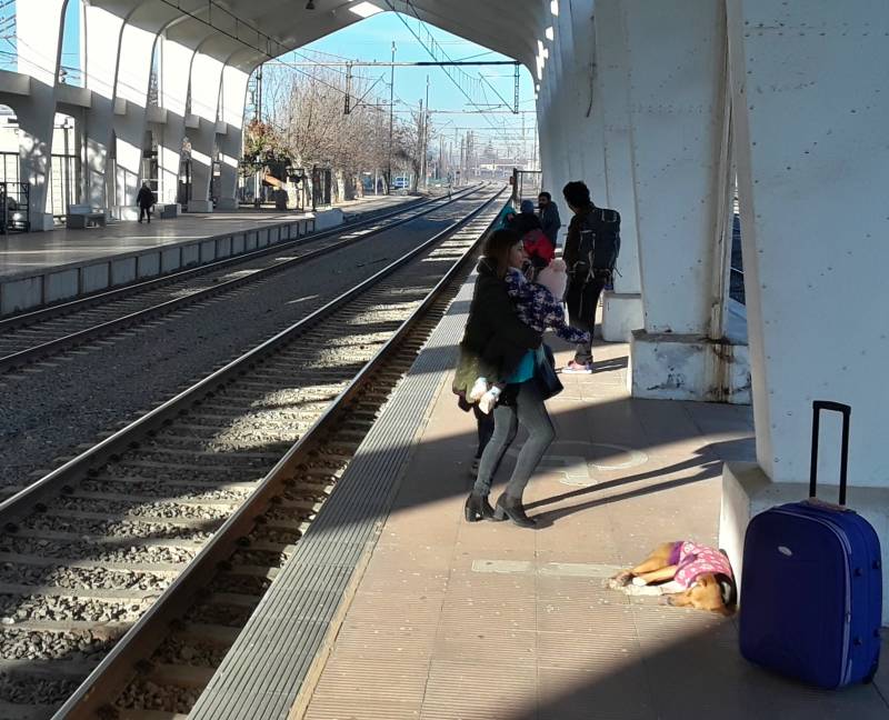 Dogs at the train station in Talca, Chile