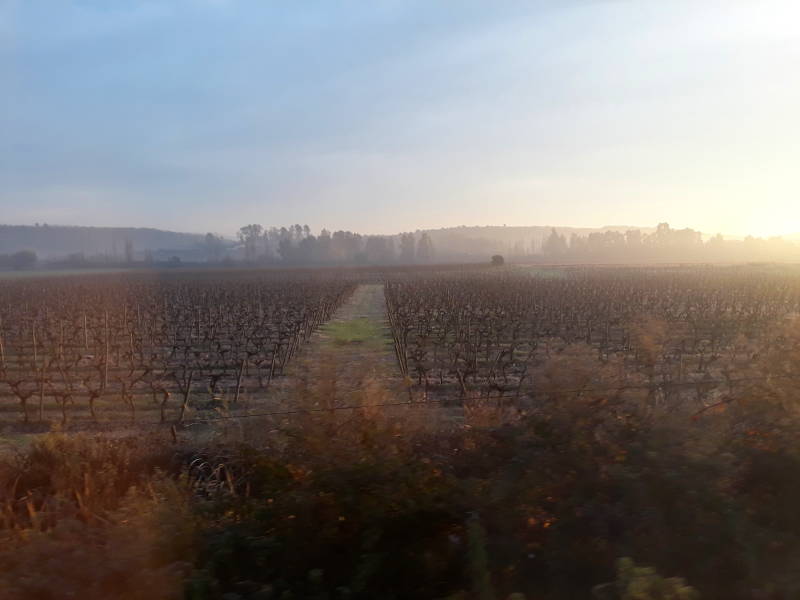 Vineyards in the Central Valley of Chile, between Talca and Constitución