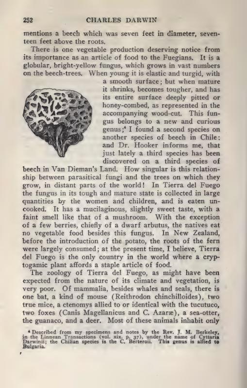 Page 252 of 'The Voyage of the Beagle' with a picture and description of the fungus.