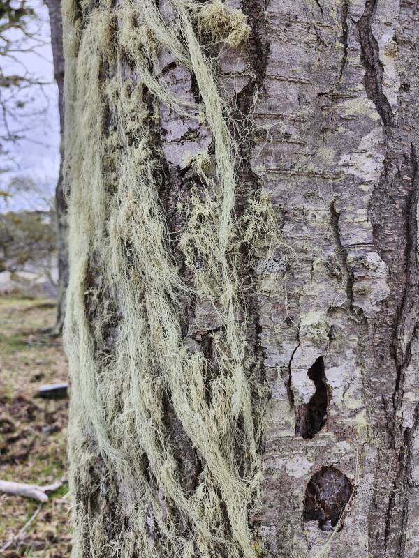 Hair-like moss on a tree trunk.