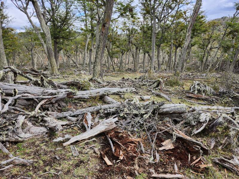Broken and shredded trees covering the ground.
