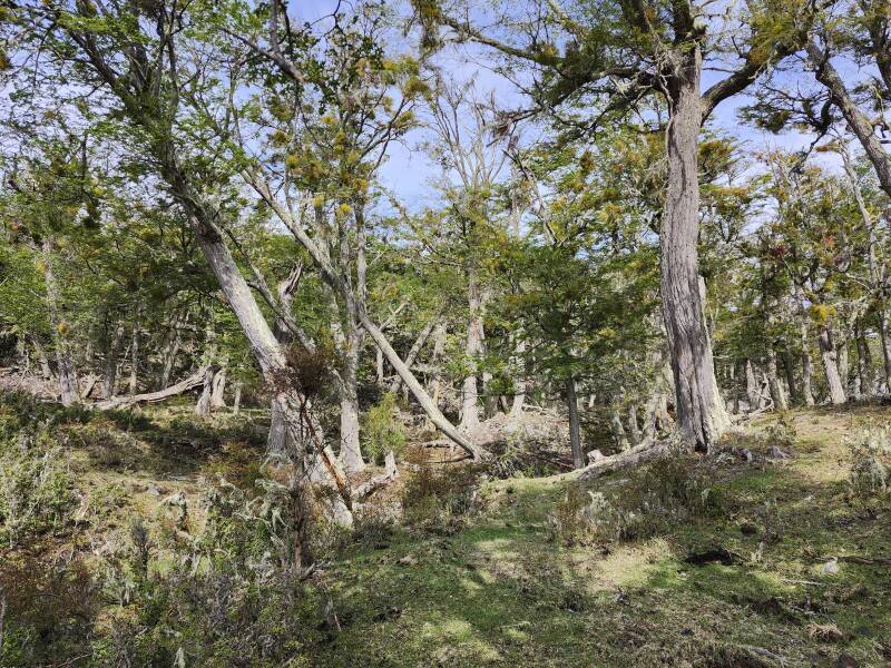 Trees filled with mistletoe and felled by beavers.