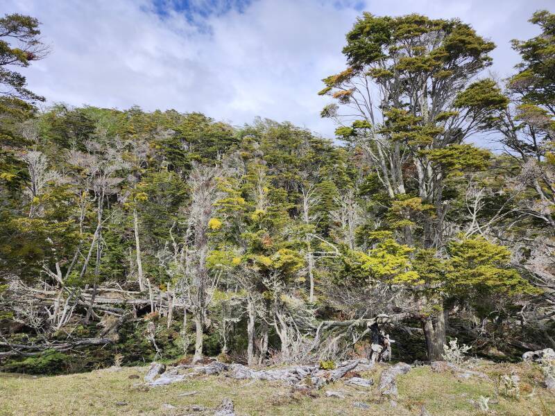 Forest with trees damaged by beavers.