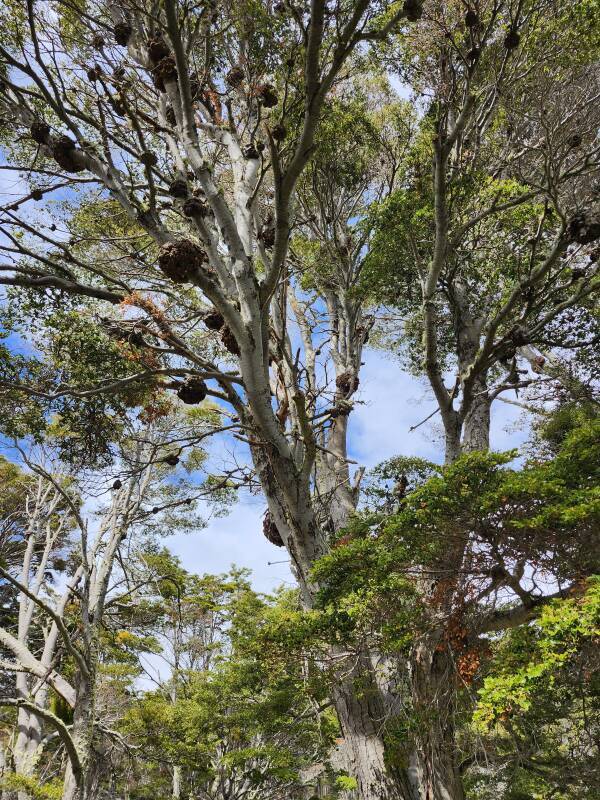 Beech trees with large fungus knobs.