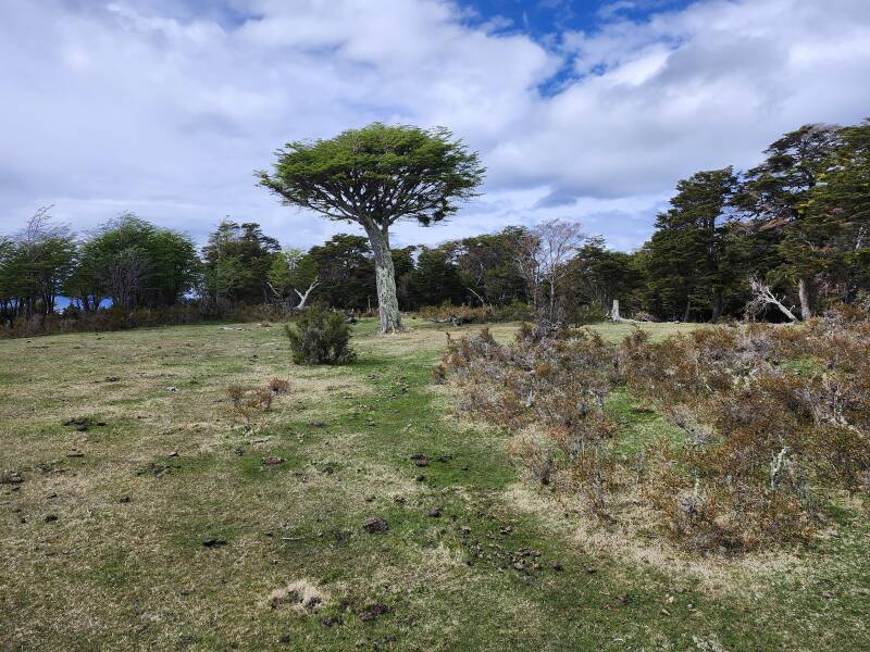 Umbrella-shaped tree.
