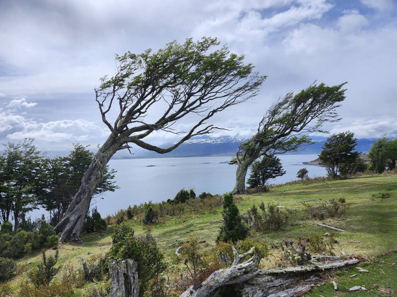 So-called 'flag trees' bent by frequent high winds.