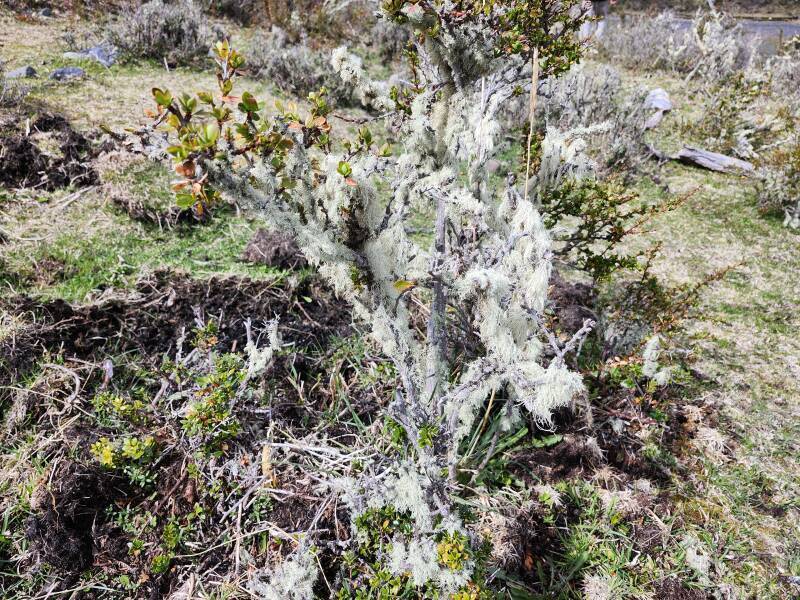 Moss and lichen.