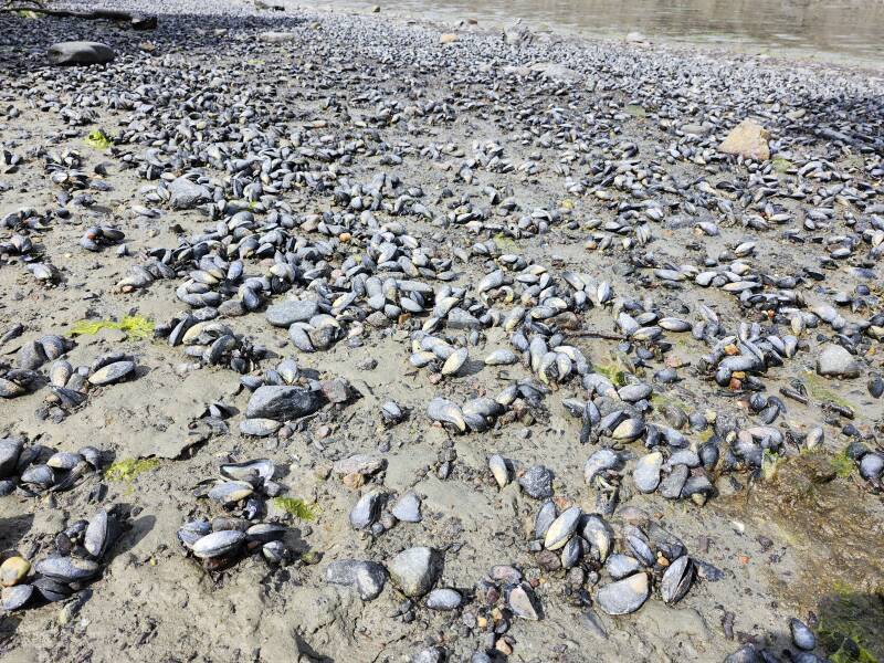 Bed with thousands of mussels.