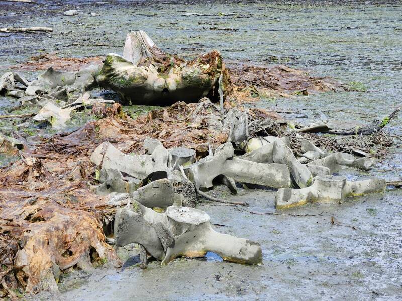 Whale skeleton seen from the tail end: vertebrae and then the skull.