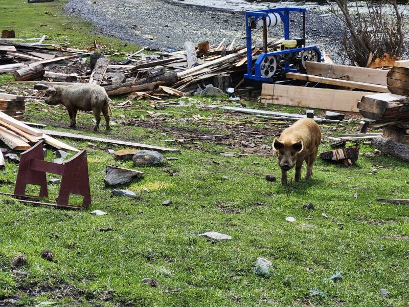 Wild pigs and the lumber saw.