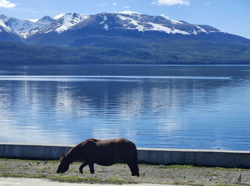 Wild horse at the refugio.
