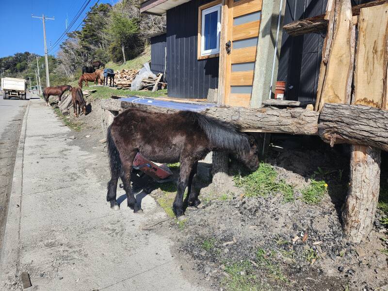 Wild horses at the refugio.