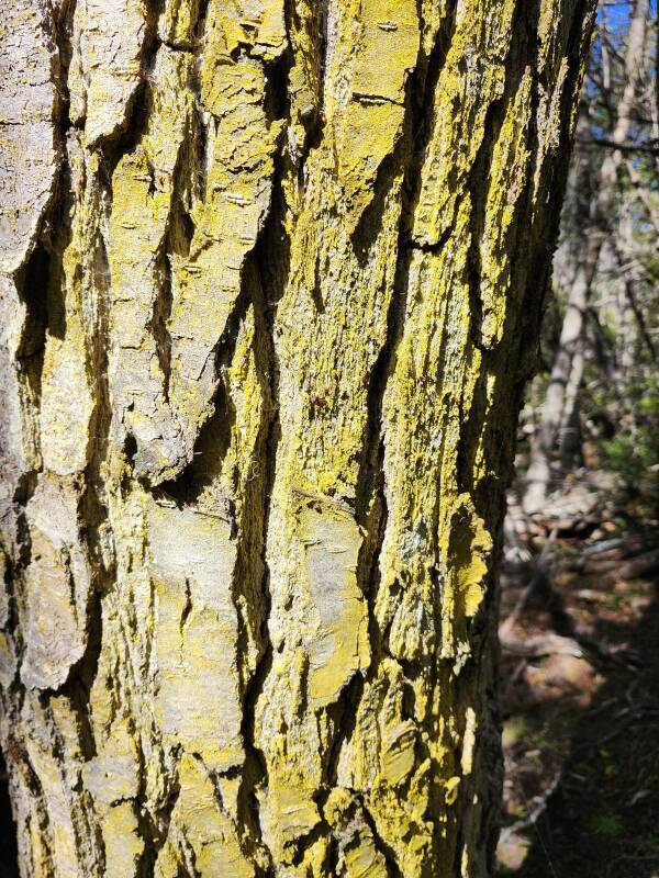 Yellow-green Chrysothrix lichen on the trunk of a tree.