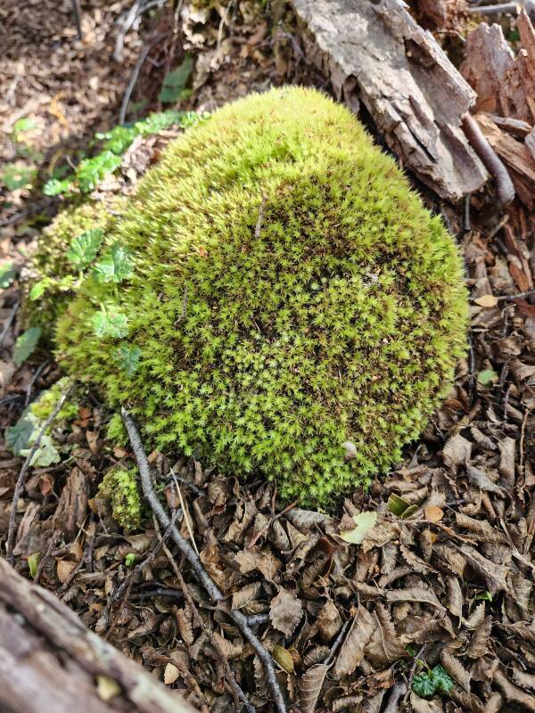 Leptostomum menziessii, a moss.