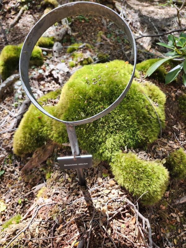 Dicranoloma robustum moss.