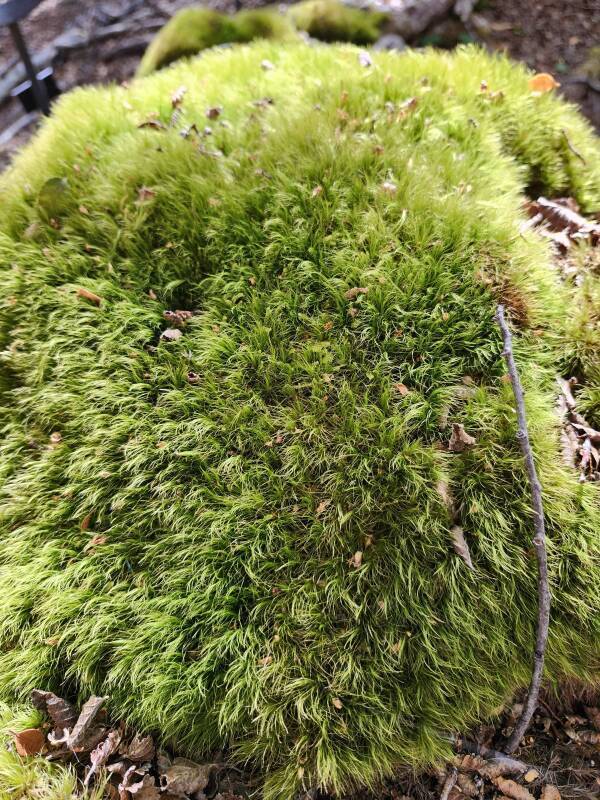 Dicranoloma robustum moss.