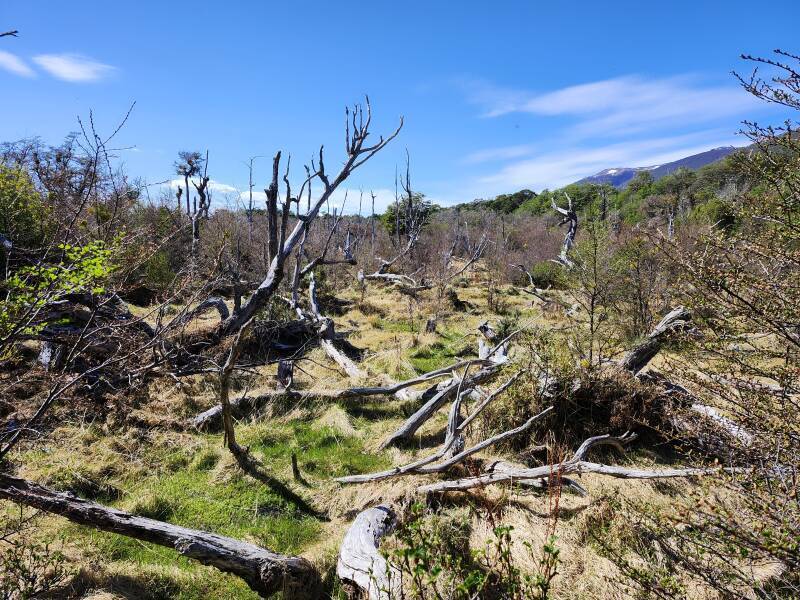 Beaver-ravaged forest.