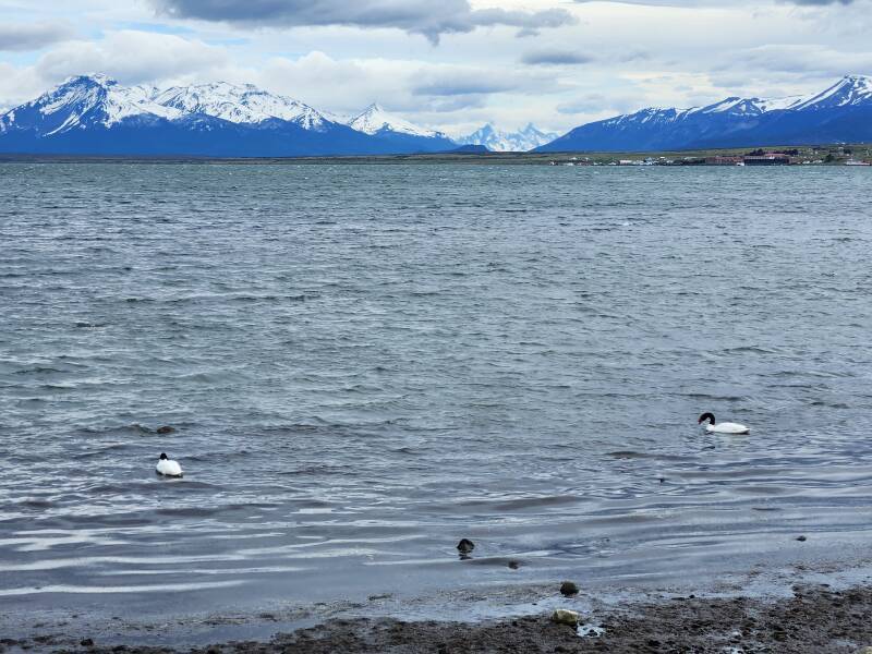 Two black-necked swans.