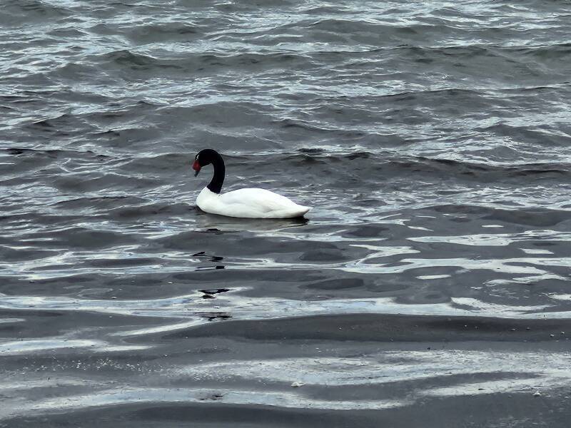 Black-necked swan.