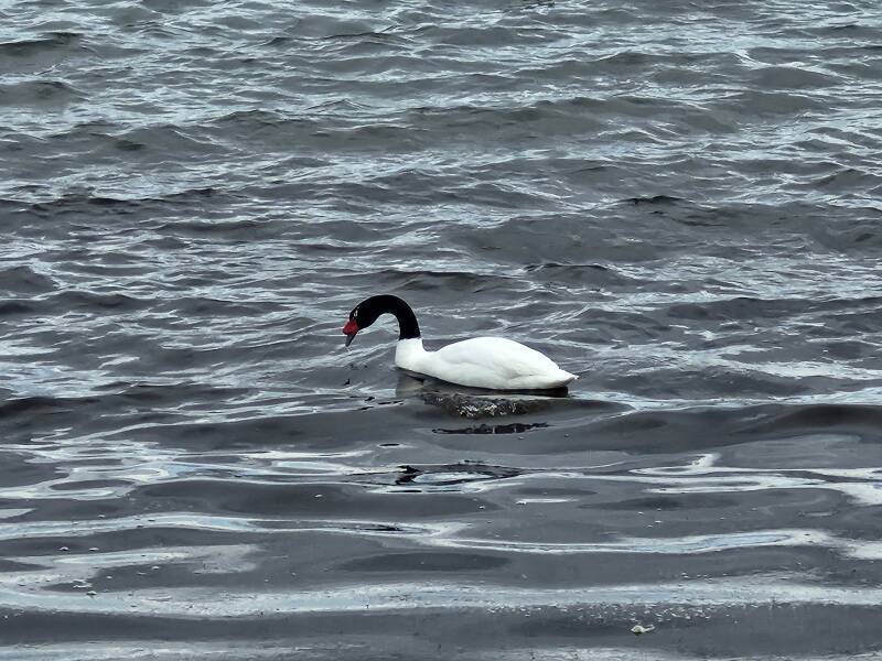 Black-necked swan.