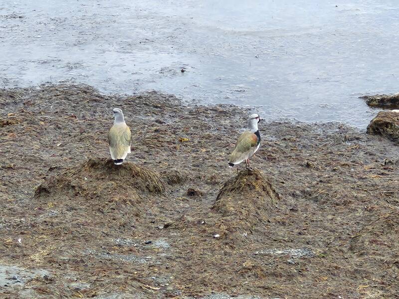 Southern lapwing