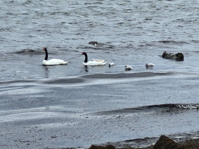 Two Black-necked swans and four young.