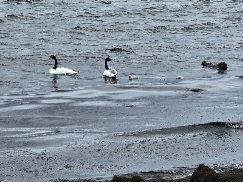 Two Black-necked swans and four young.