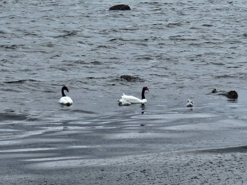 Two Black-necked swans and four young.