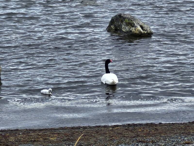 Black-necked swan and young.