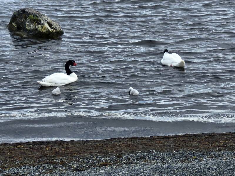 Two Black-necked swans and two young.