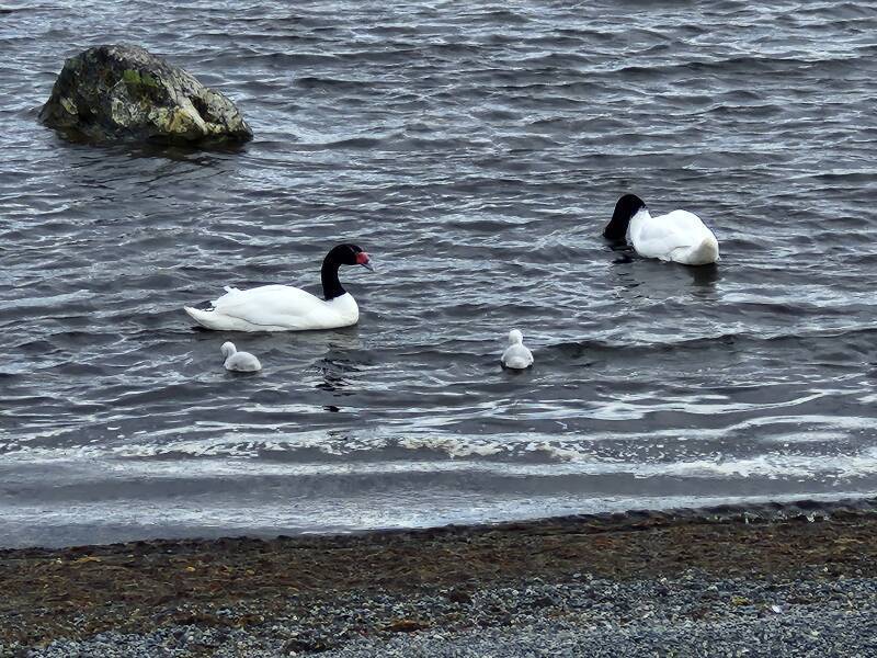 Two Black-necked swans and two young.