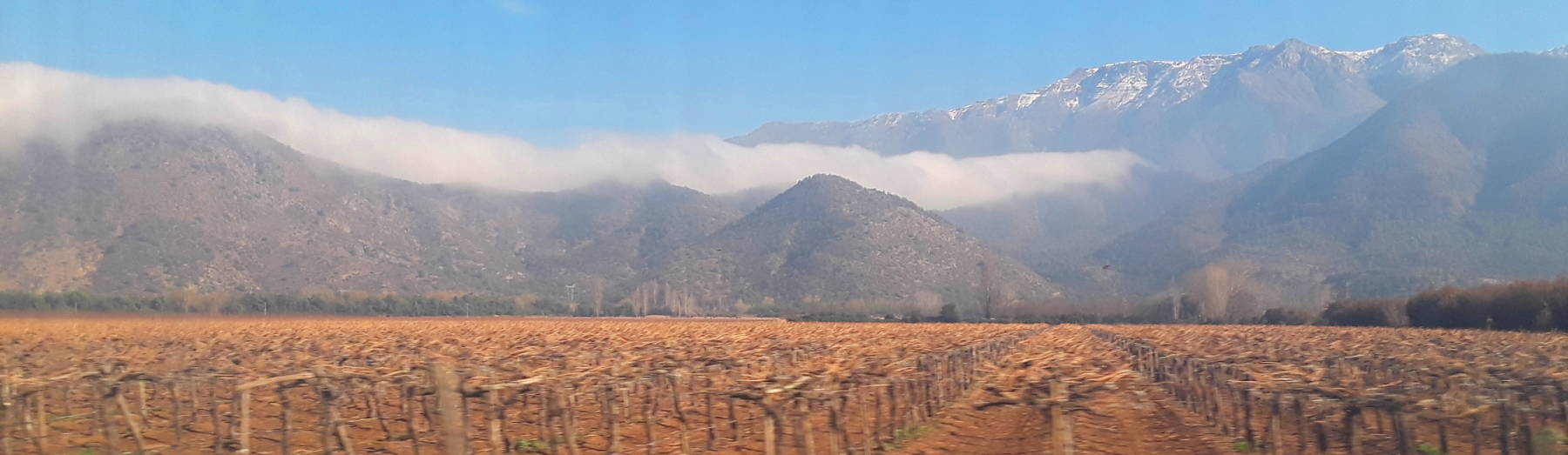 Central Valley vineyards near Rancagua, Chile.