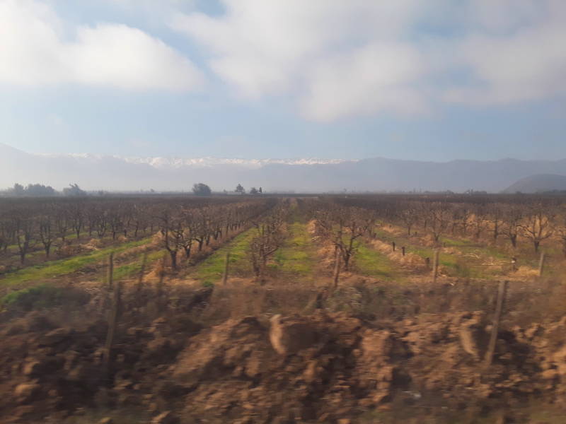 Vineyards and Andes mountains seen from Metrotrén from Santiago to Rancagua, Chile.