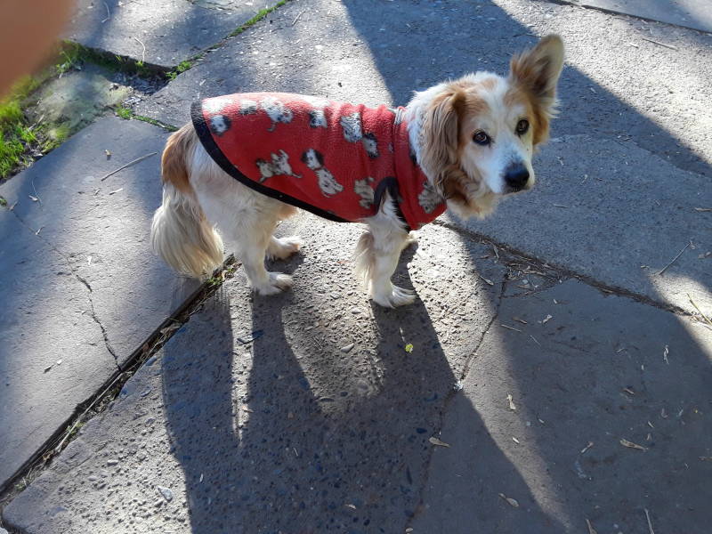 Dog in a colorful vest in Talca, Chile.