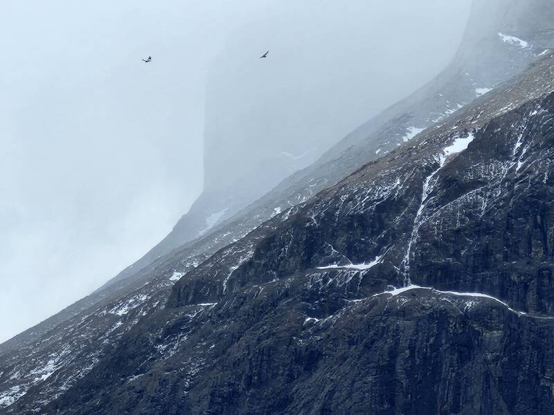 Condors soaring in updrafts around Cuernos del Paine.