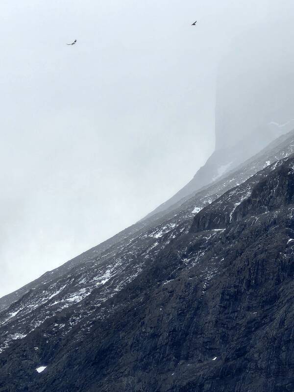 Condors soaring in updrafts around Cuernos del Paine.