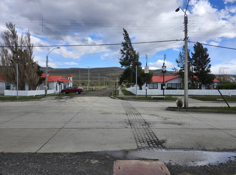 Sheep in the street.