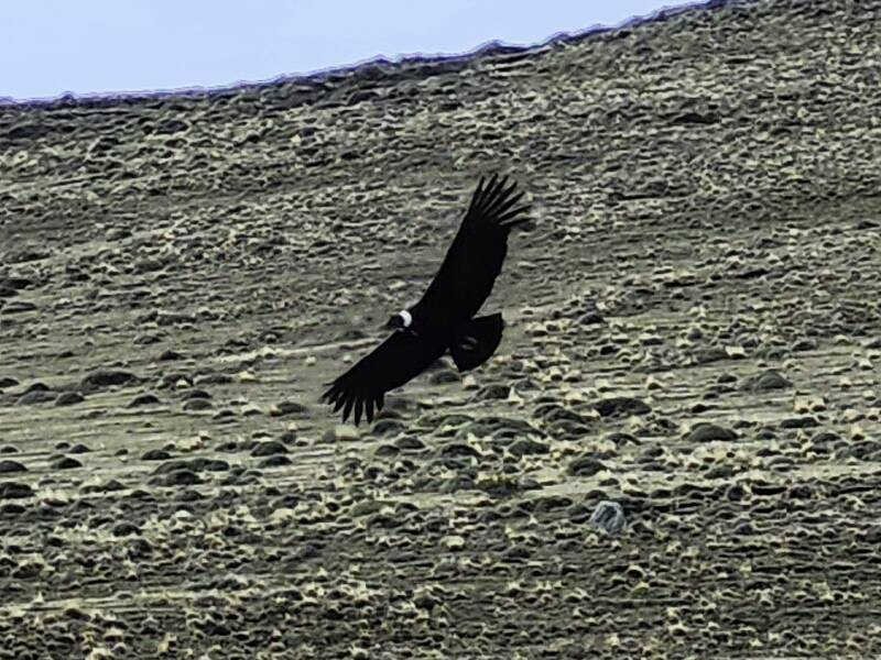 Condors flying above Highway 9.