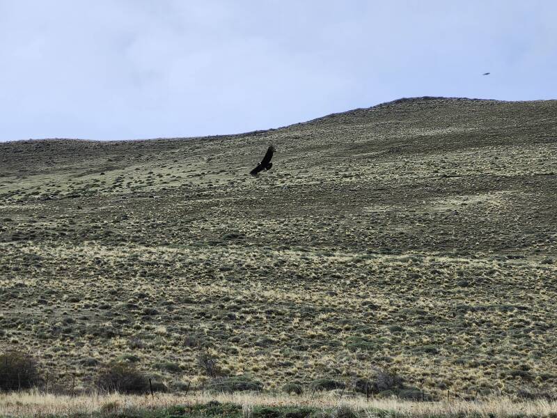 Condors flying above Highway 9.