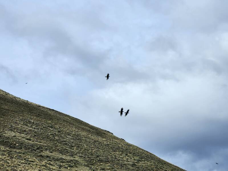 Condors flying above Highway 9.