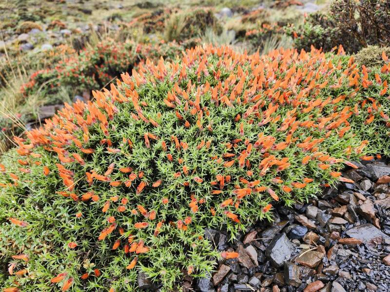 Orange flowering plant, Neneo Macho or Anarthrophyllum desideratum.