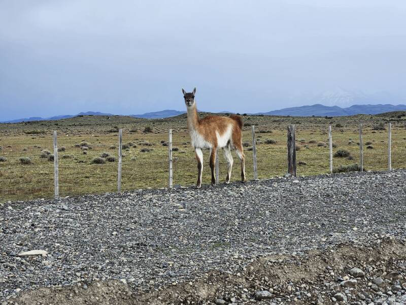 Guanaco along the road.