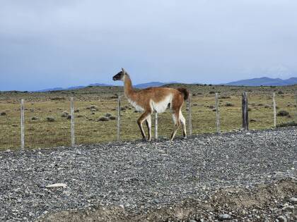 Guanaco posing along the road into Torres del Paine National Park.