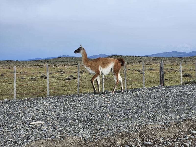 Guanaco along the road.