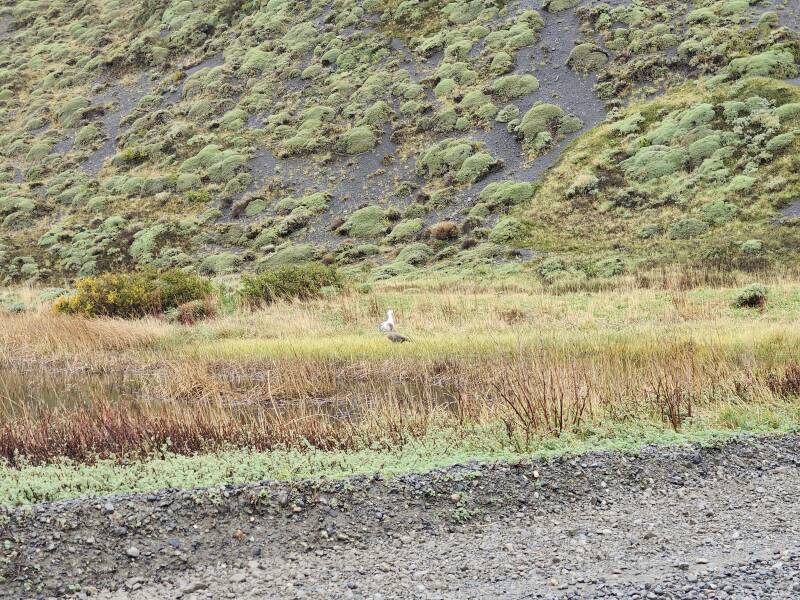 Pair of Magellan geese.