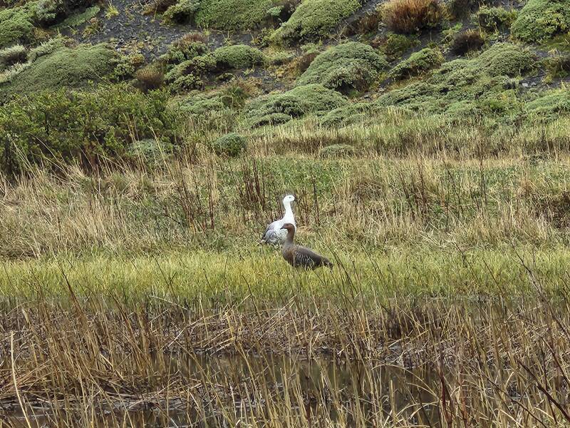 Pair of Magellan geese.