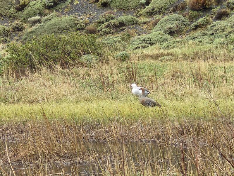 Pair of Magellan geese.