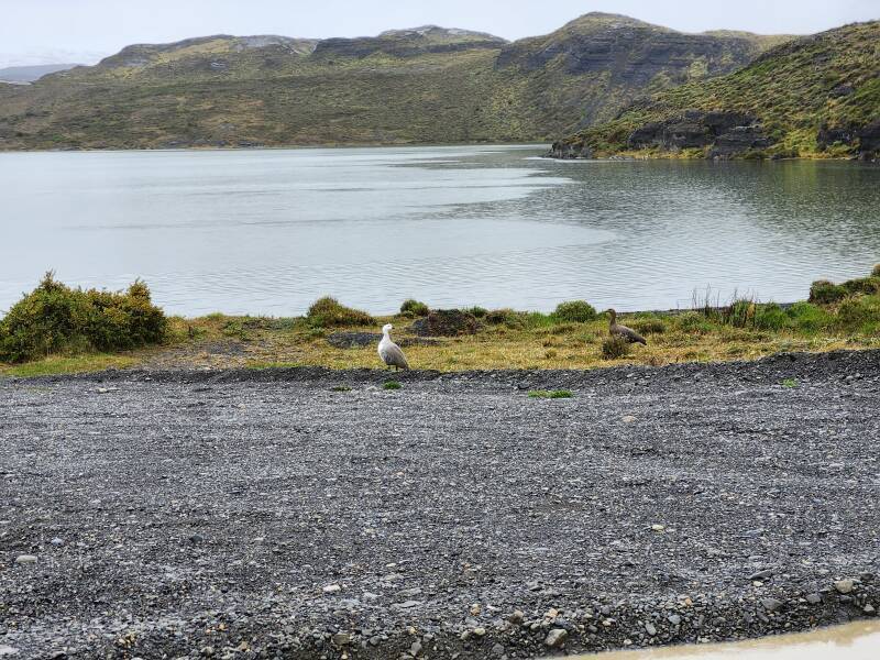 Pair of Magellan geese.