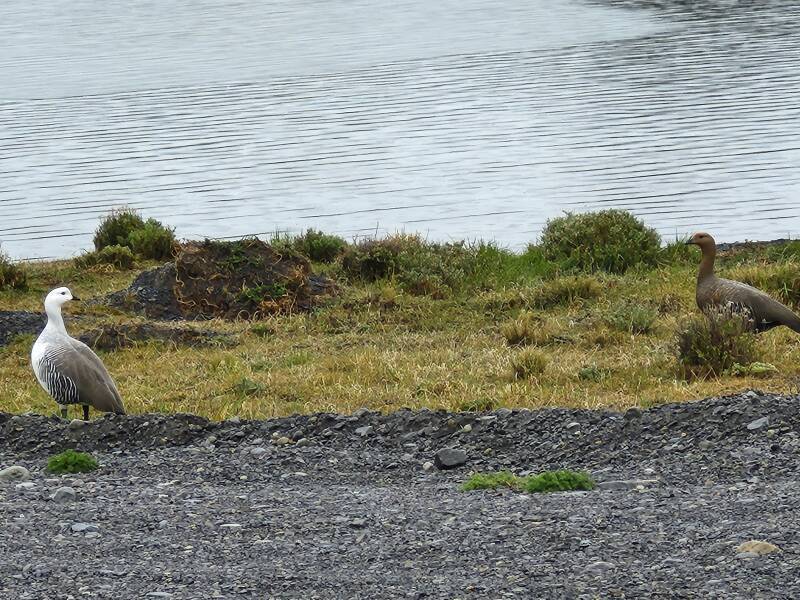 Pair of Magellan geese.