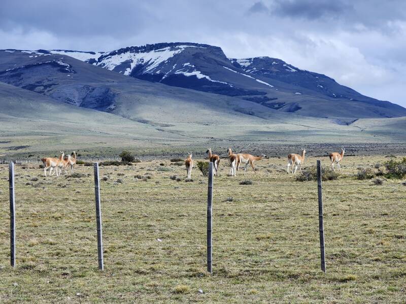 Group of guanacos.